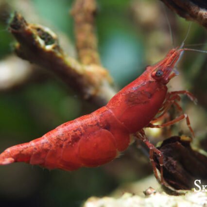 Red Cherry Crevette