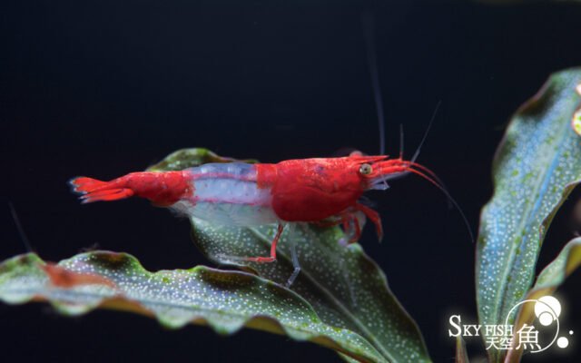 Red Rili Crevette